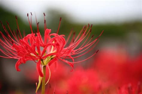 彼岸花 紫色|彼岸花の花言葉とは？赤・白・ピンクなど色別の意味。